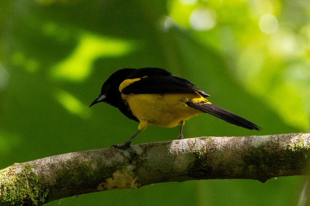 Black-cowled Oriole - ML645972917