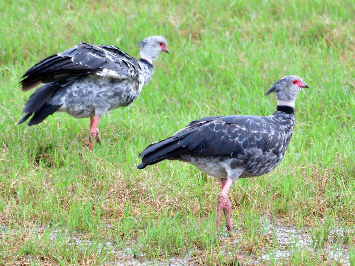 Halsband-Wehrvogel - ML645972919