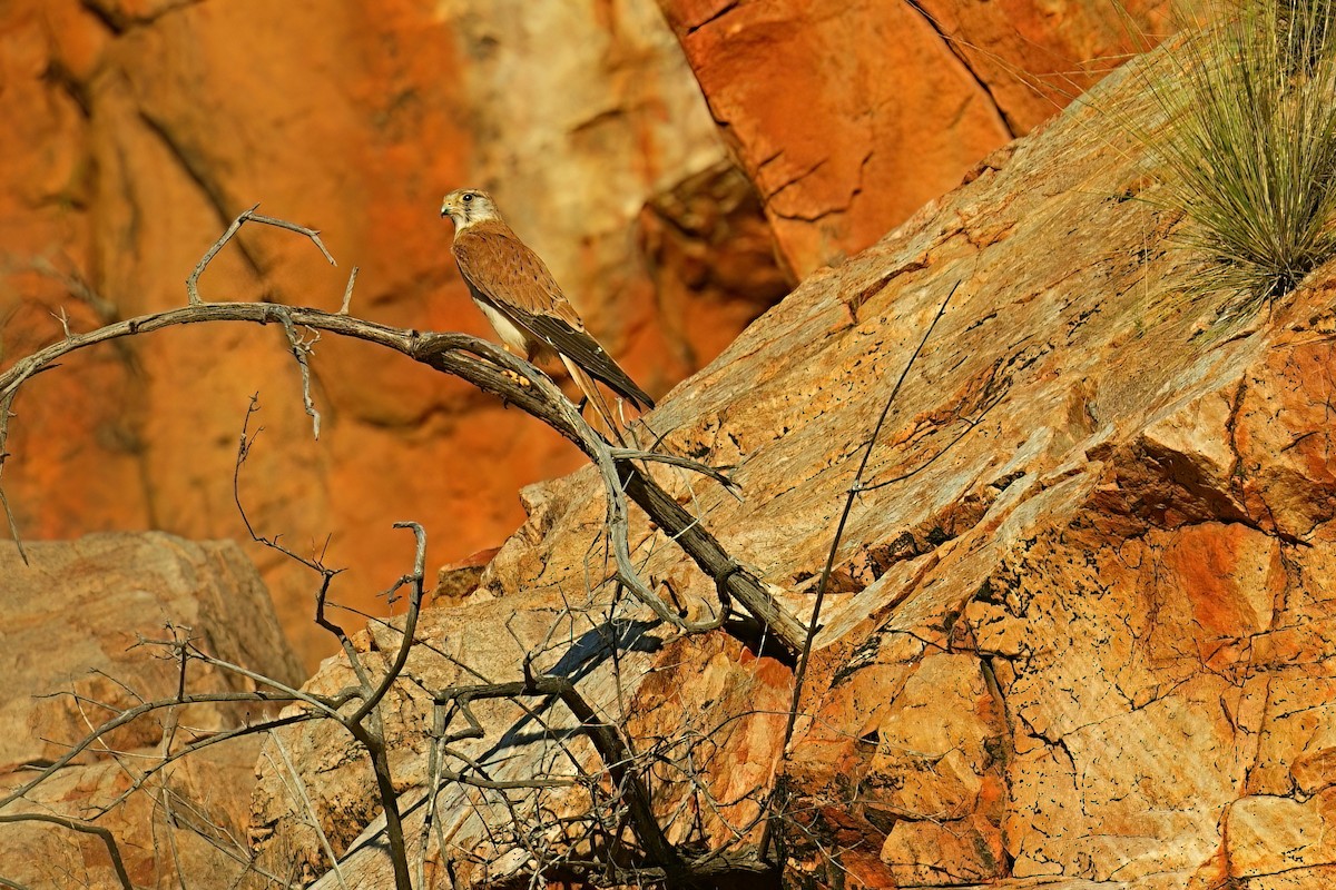 Graubartfalke - ML645972921