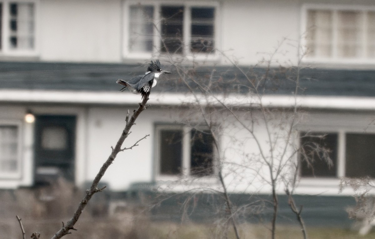 Gürtelfischer - ML645972922