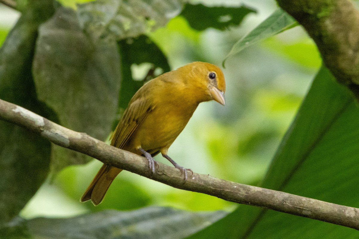 Sommerkardinal - ML645972923