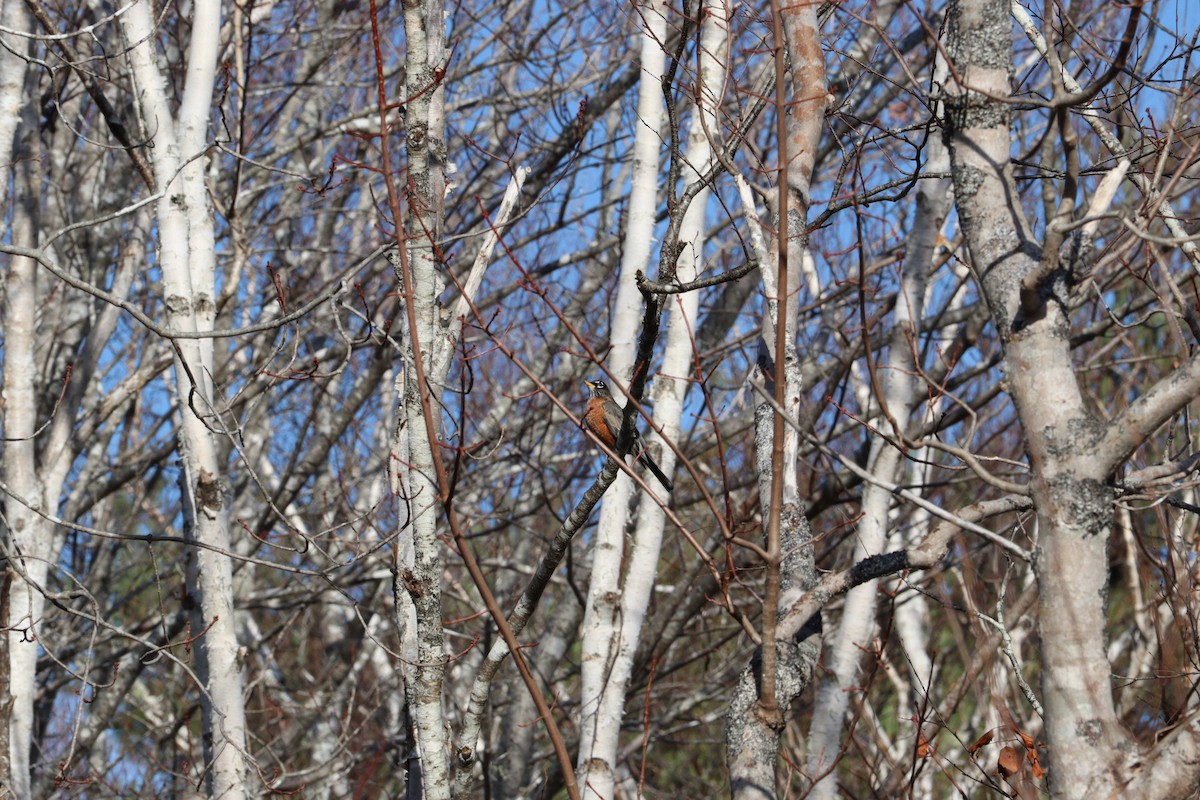 Wanderdrossel - ML645972924