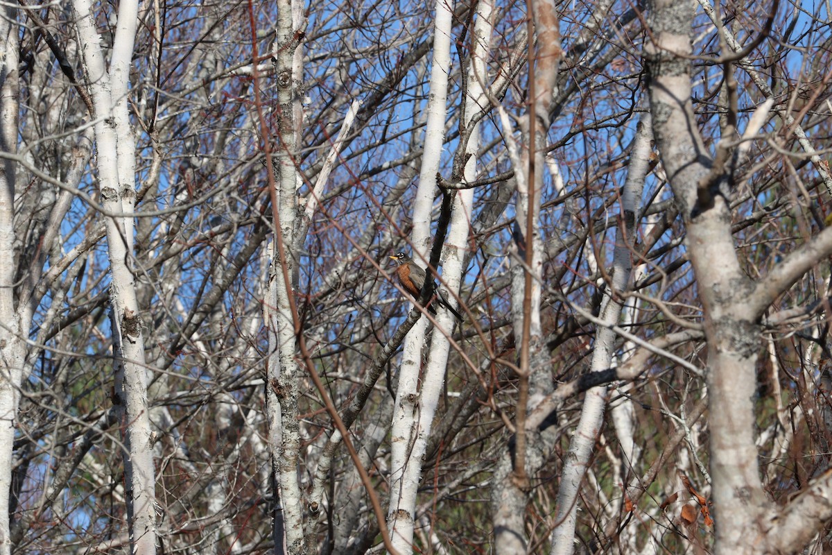 Wanderdrossel - ML645972925