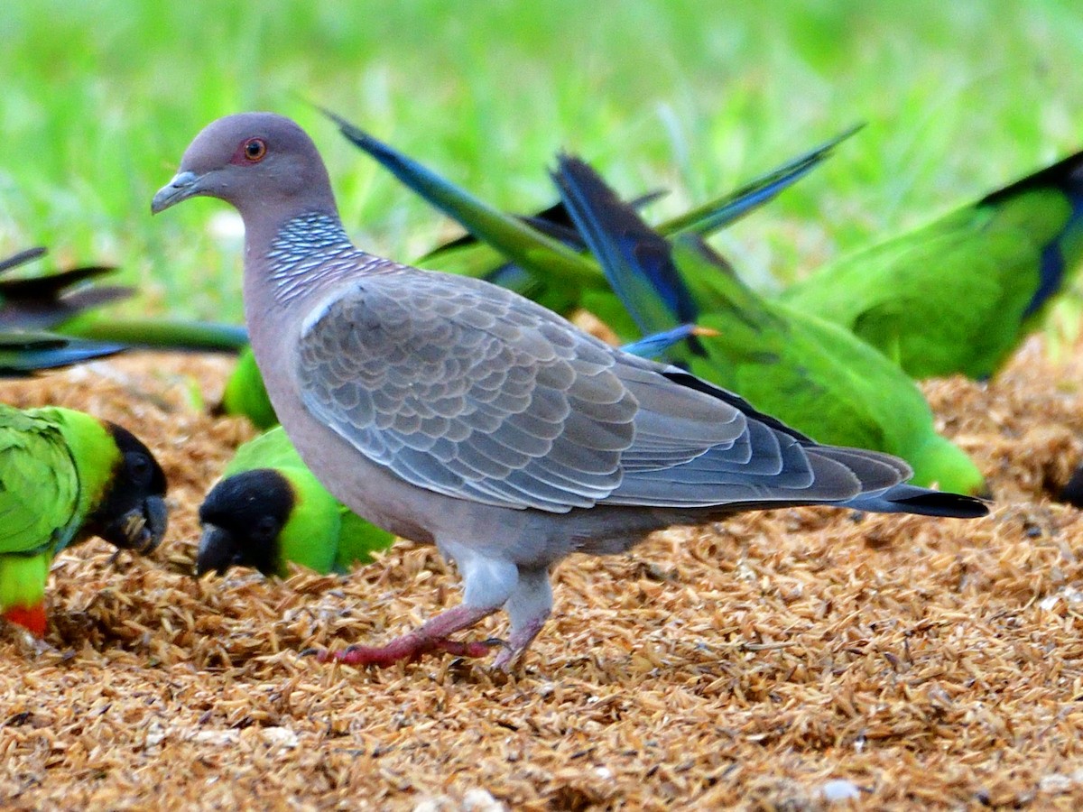 Picazurotaube - ML645972926