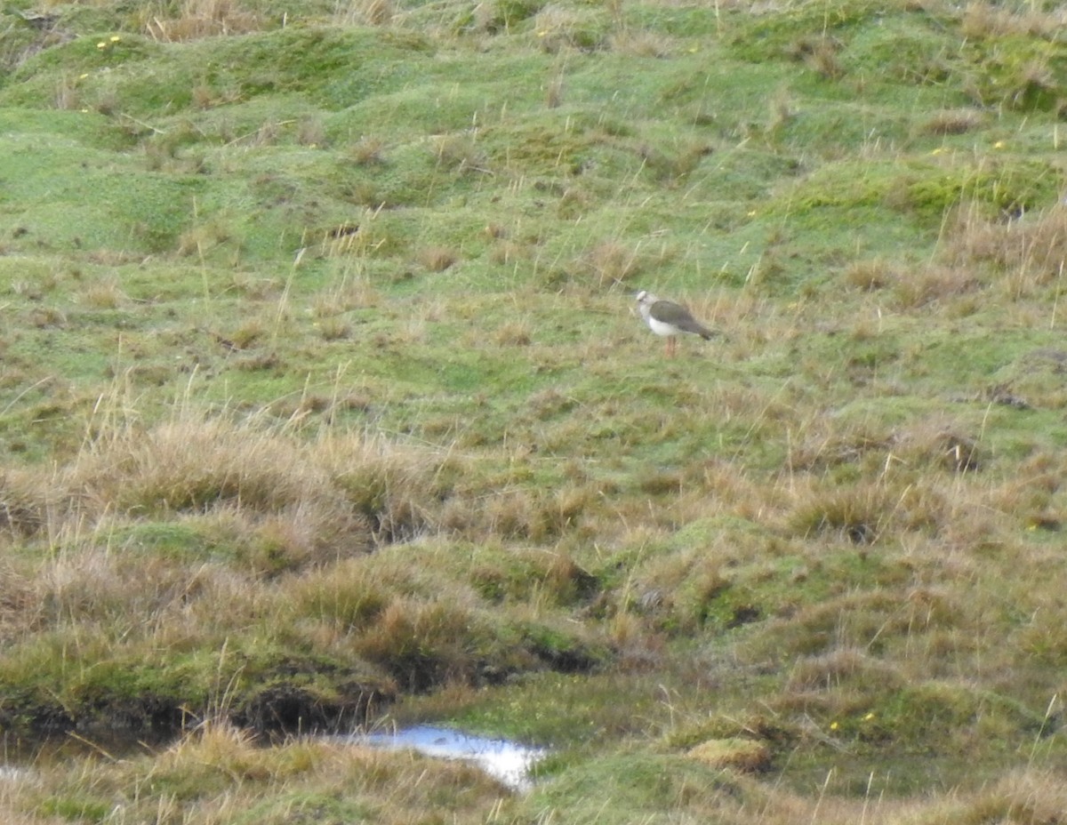 Andenkiebitz - ML645972928