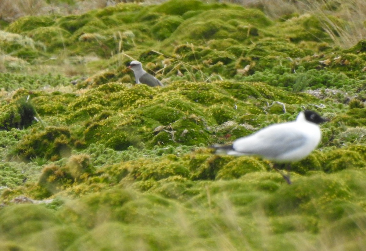 Andenkiebitz - ML645972929