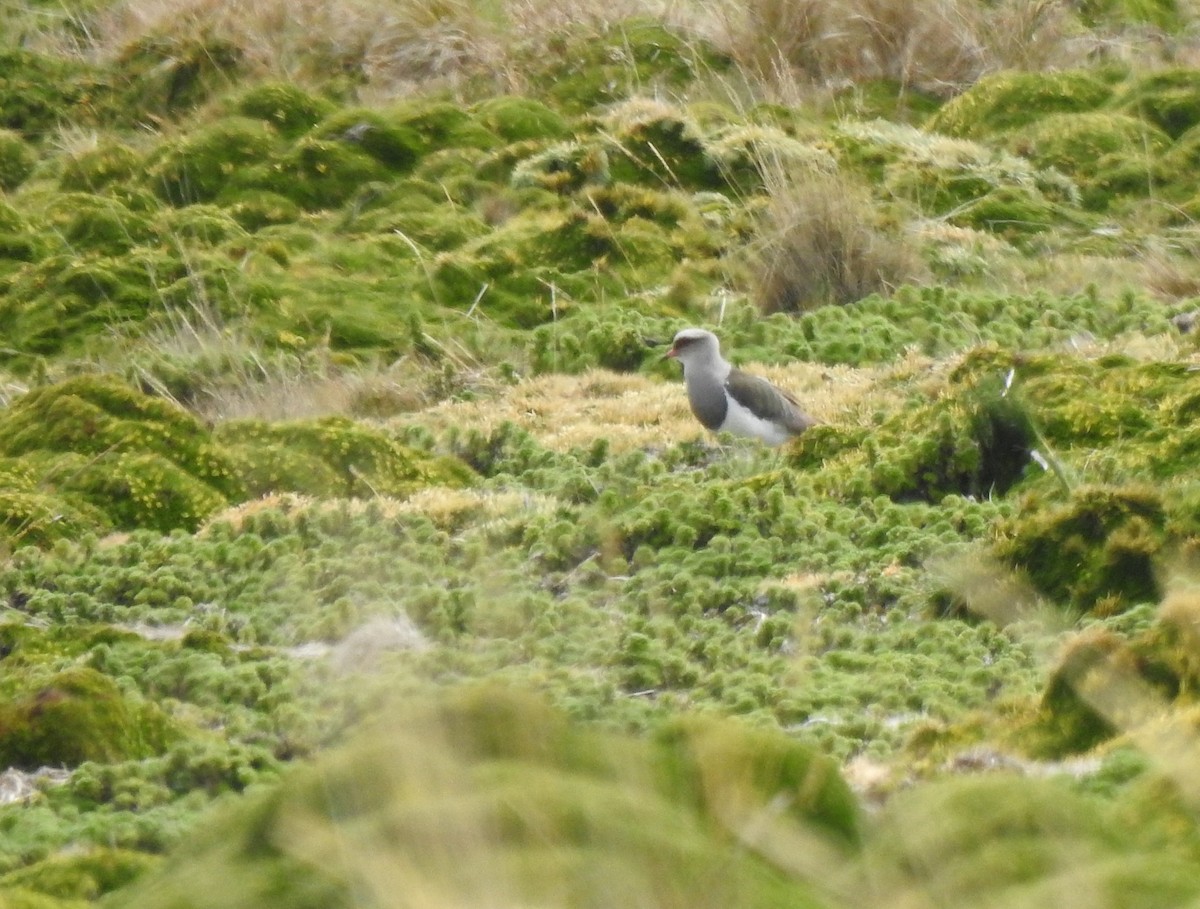 Andenkiebitz - ML645972930