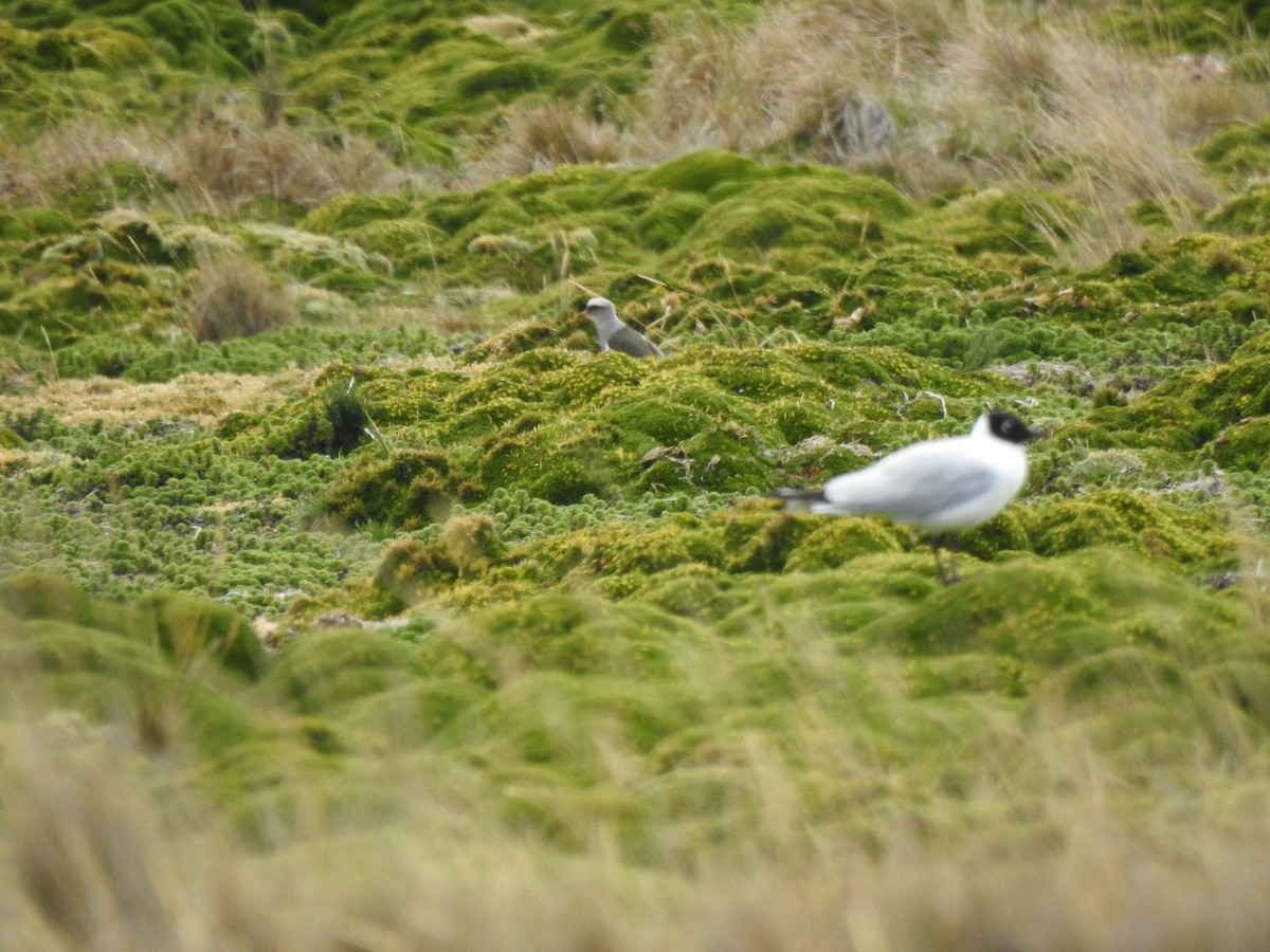 Andenkiebitz - ML645972931