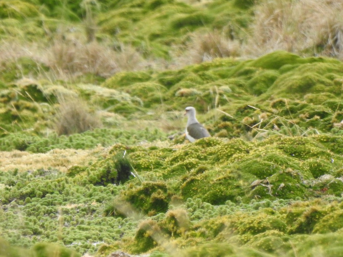 Andenkiebitz - ML645972932