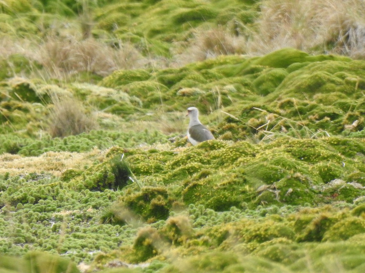 Andenkiebitz - ML645972933