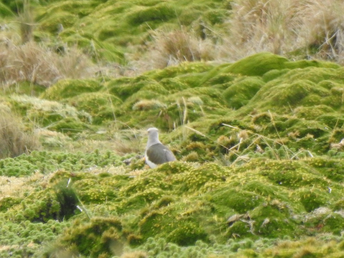 Andenkiebitz - ML645972934