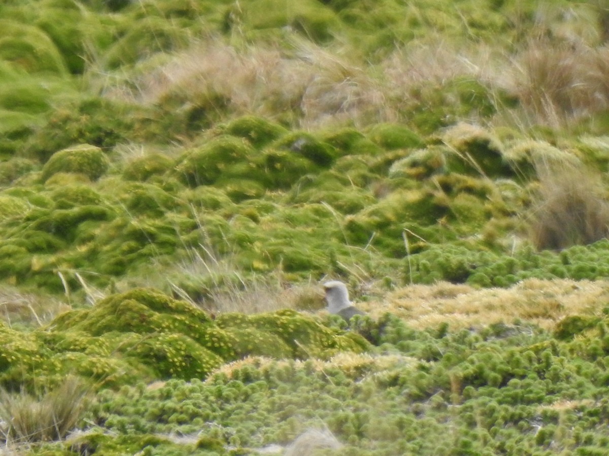 Andenkiebitz - ML645972935