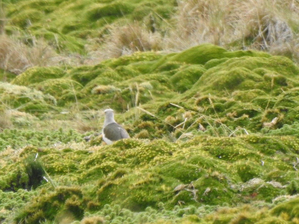 Andenkiebitz - ML645972936