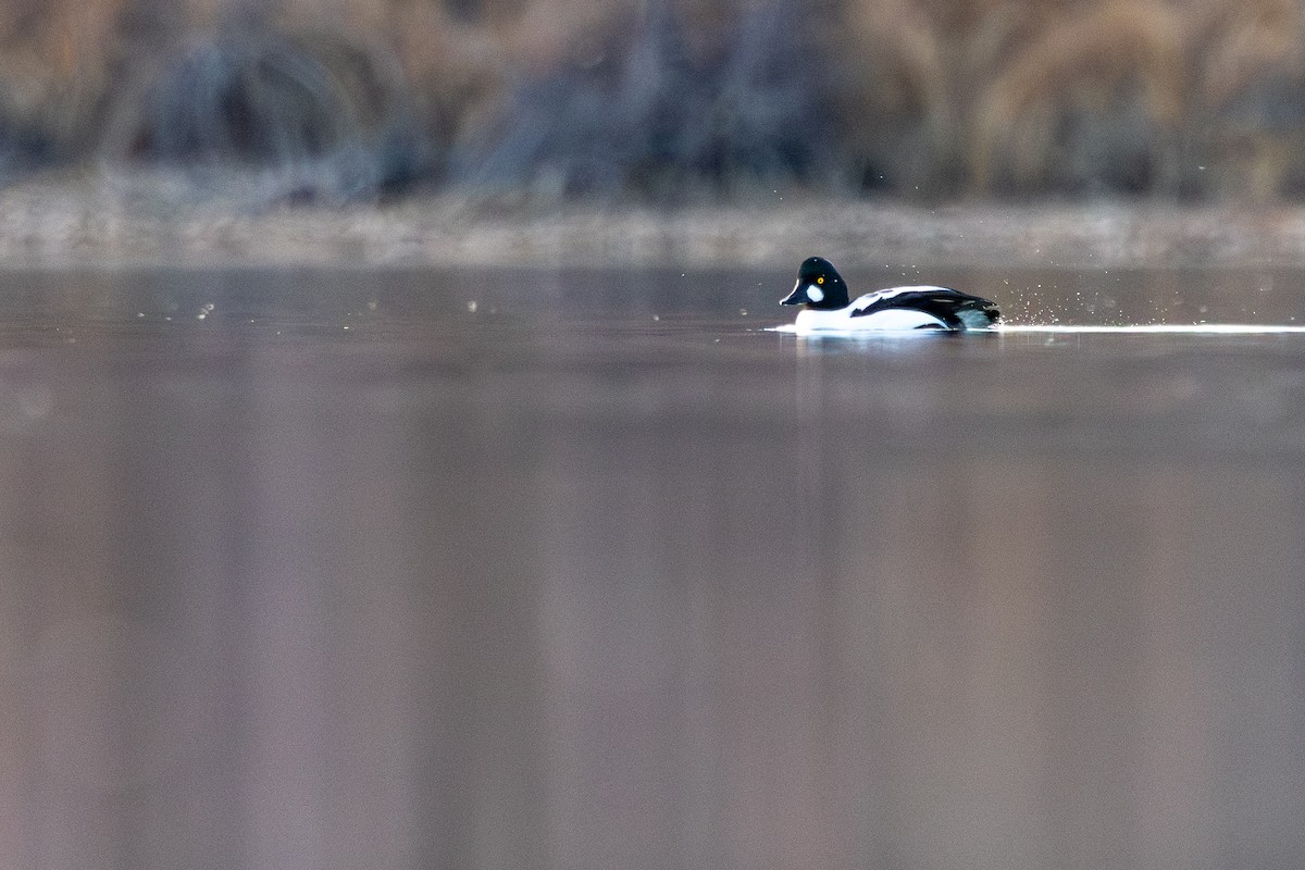 Schellente - ML645972940