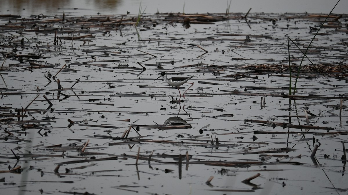 Schwarznacken-Stelzenläufer - ML645972941