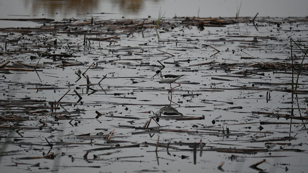 Schwarznacken-Stelzenläufer - ML645972942