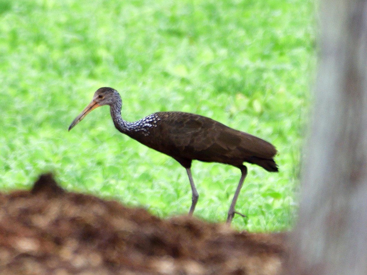 Rallenkranich - ML645972944