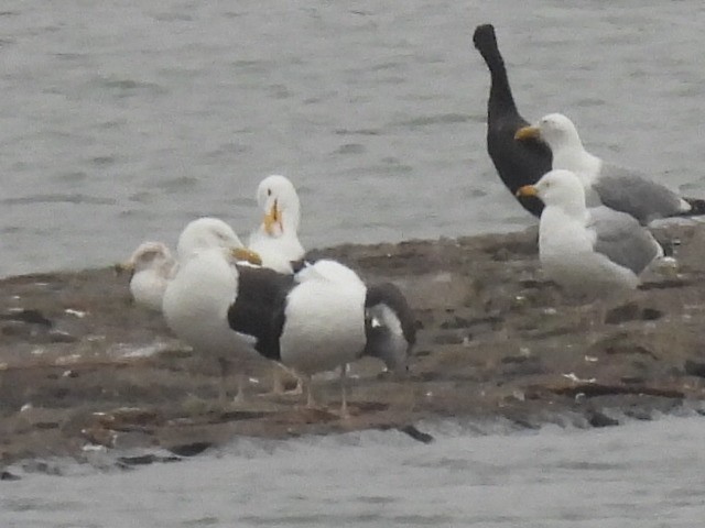 Mantelmöwe - ML645972945