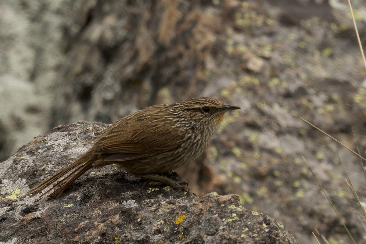 Braunschwanzcanastero - ML645972947