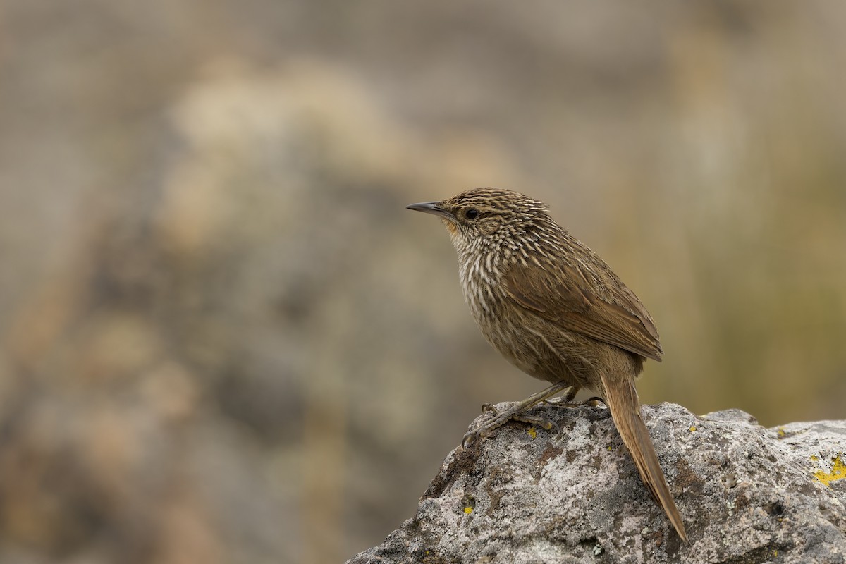 Braunschwanzcanastero - ML645972948