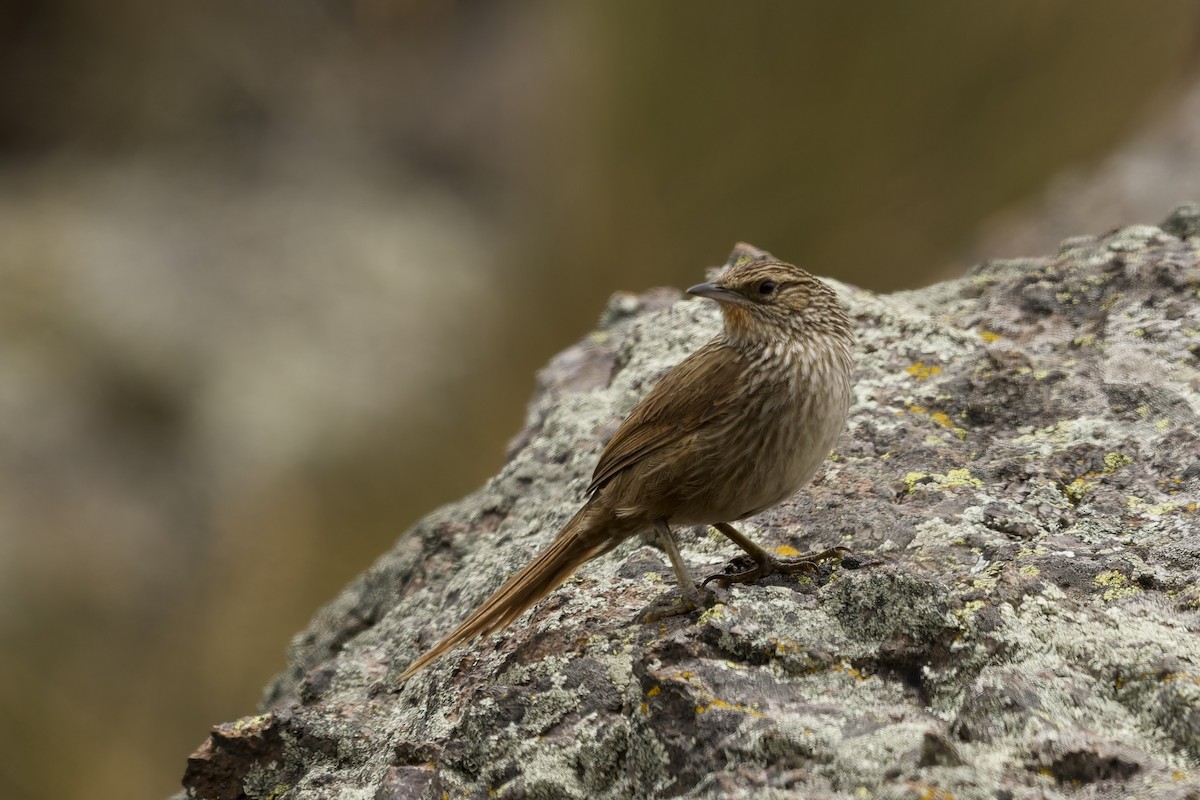 Braunschwanzcanastero - ML645972949