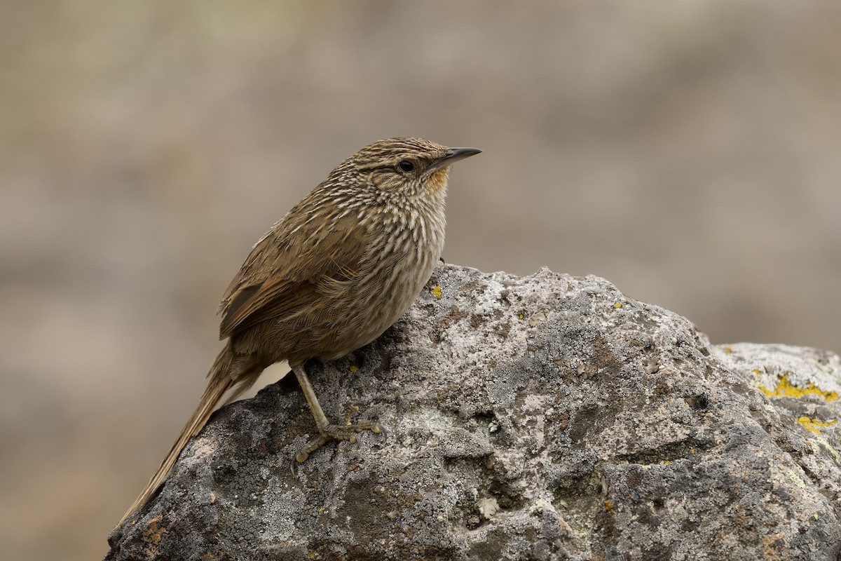 Braunschwanzcanastero - ML645972950