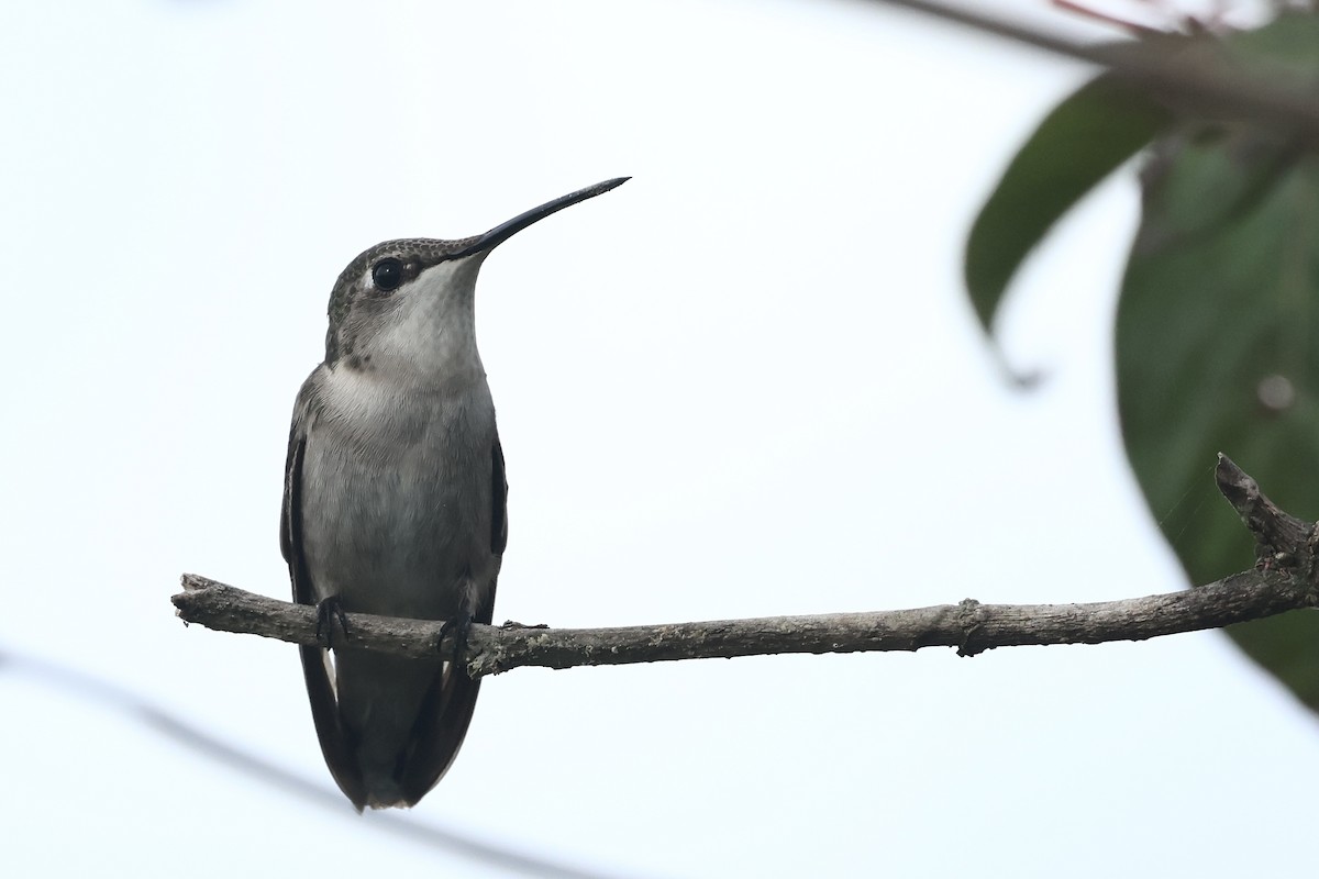 Rubinkehlkolibri - ML645972951