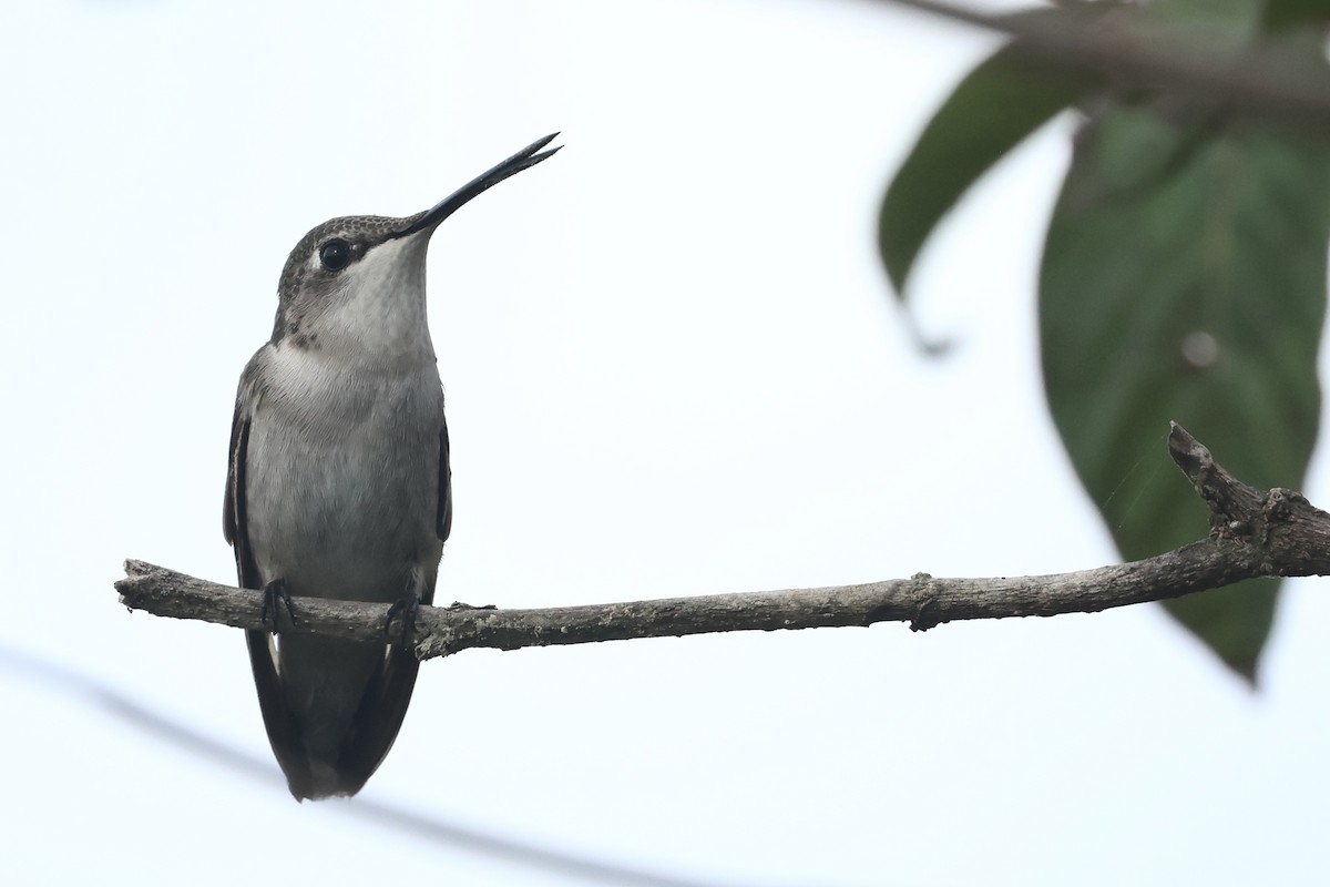 Rubinkehlkolibri - ML645972952