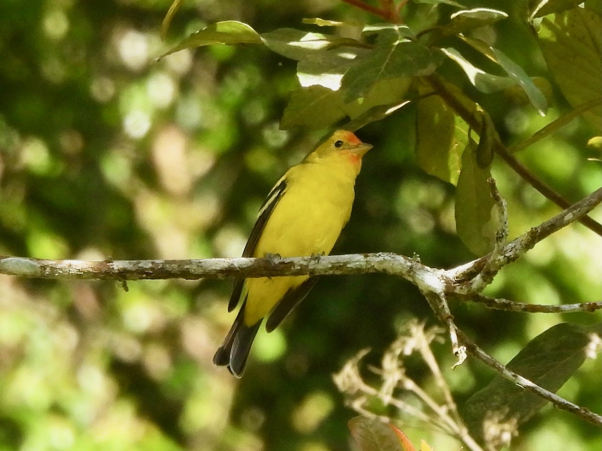 Sommerkardinal - ML645972953