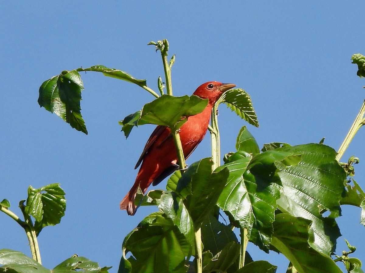 Summer Tanager - ML645972954