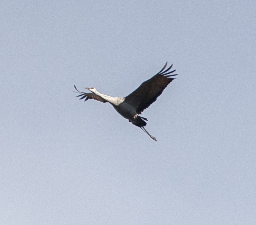 Журавель канадський - ML645972958