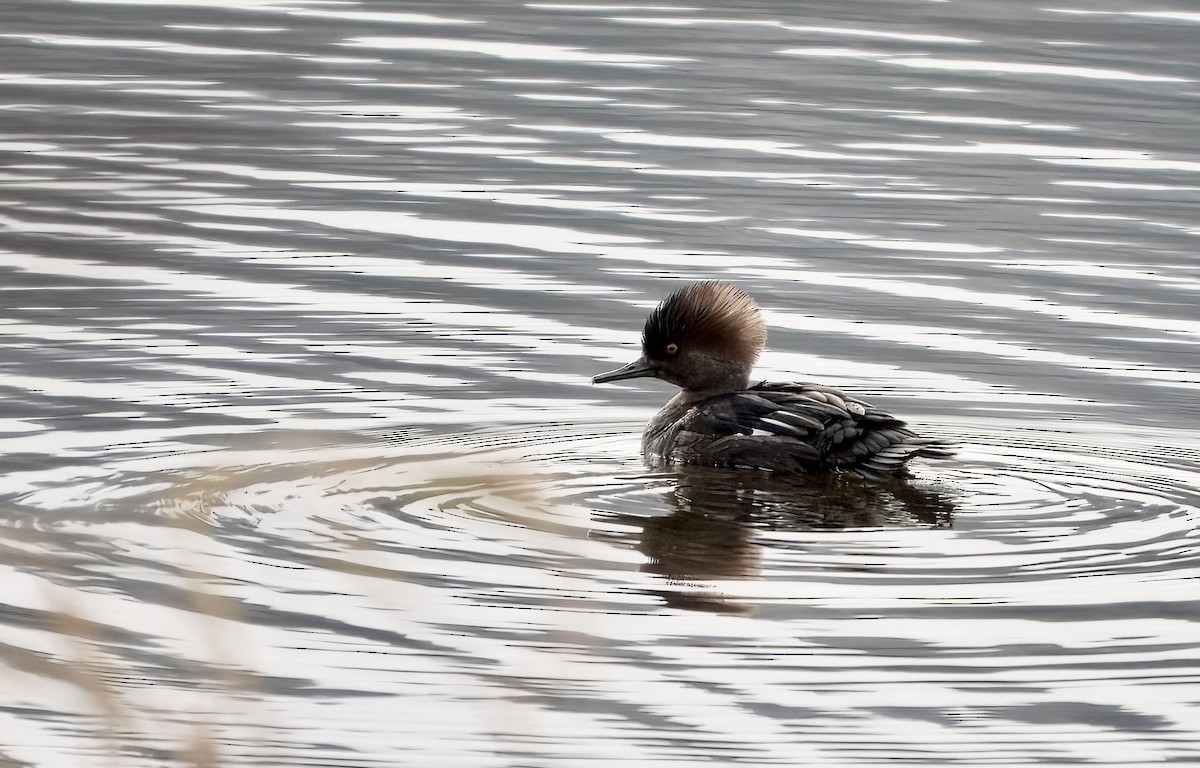Hooded Merganser - ML645972963