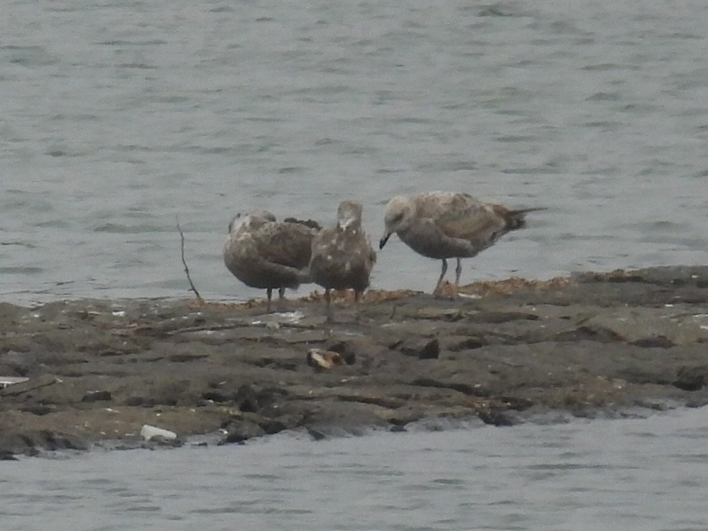 American Herring Gull - ML645972967