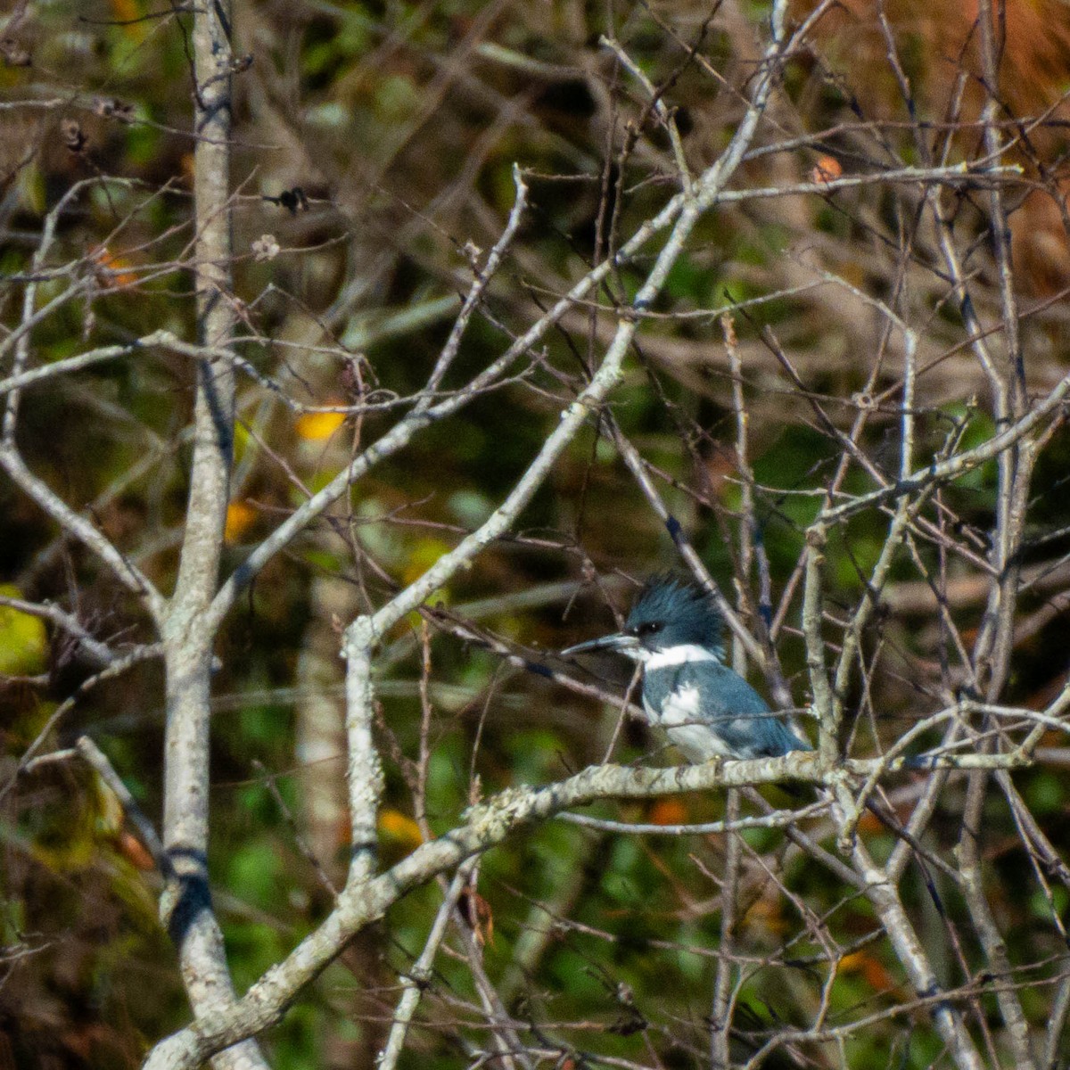 Belted Kingfisher - ML645972973