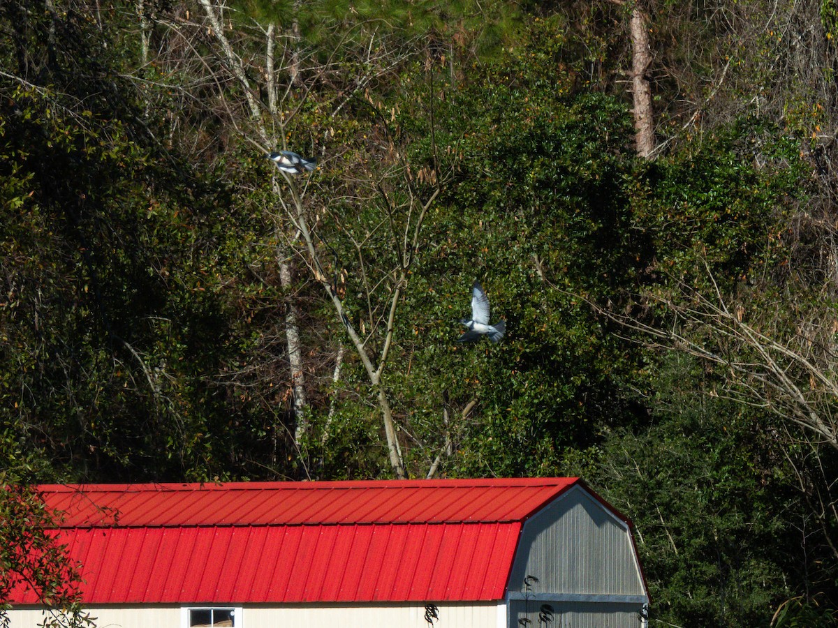 Belted Kingfisher - ML645972974