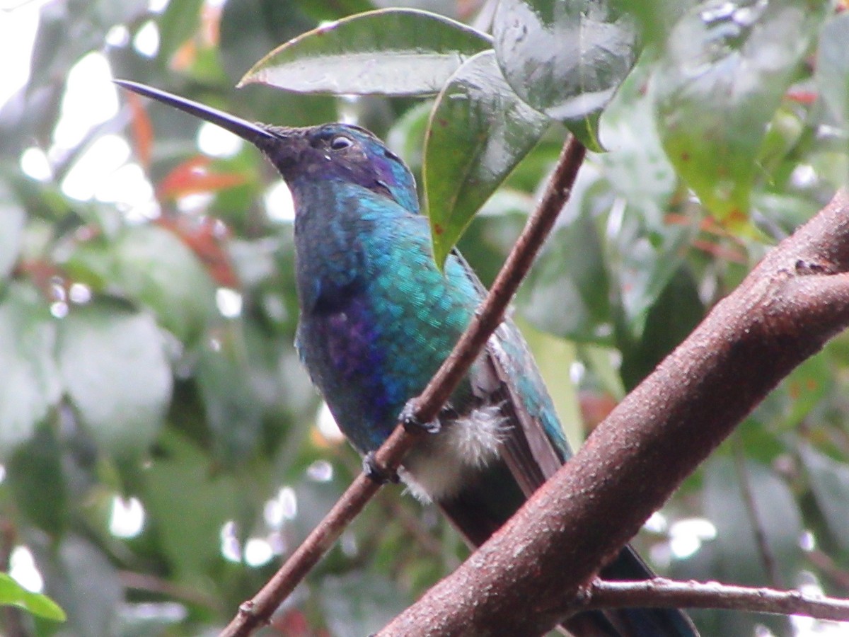 Колібрі синьочеревий - ML645972976