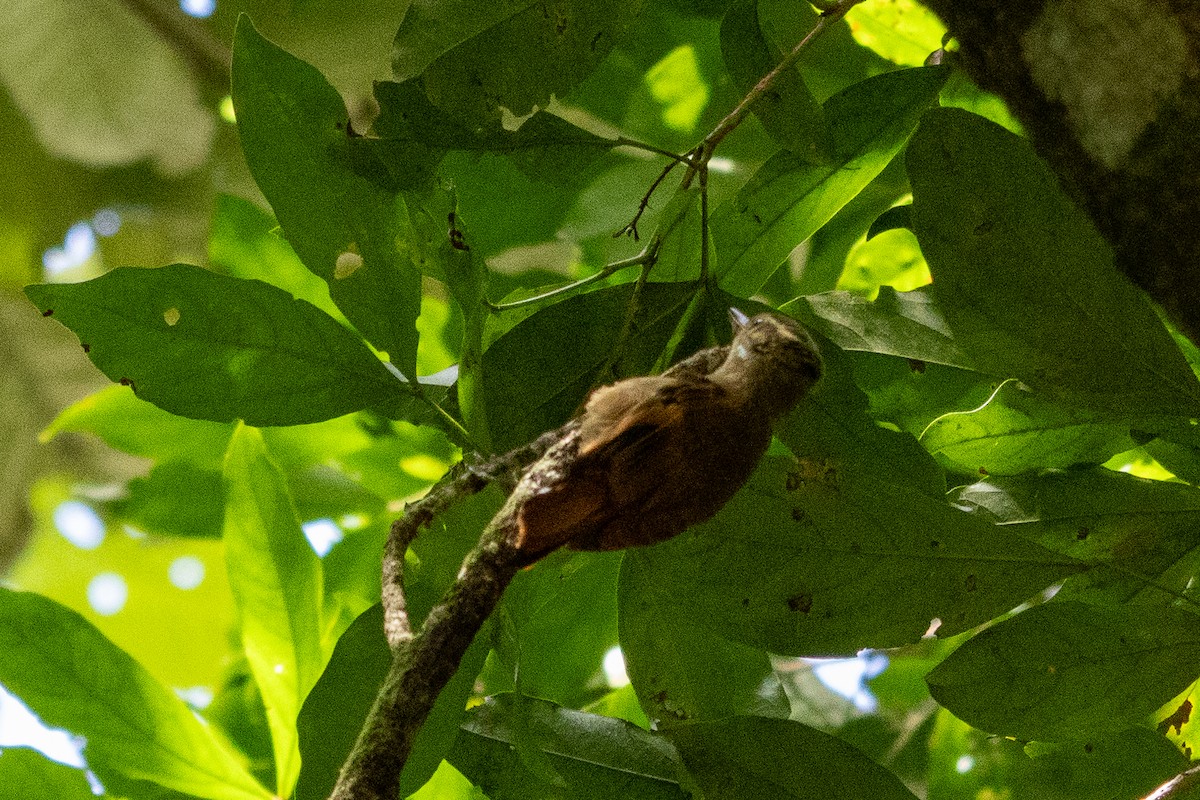 Northern Plain-Xenops - ML645972977