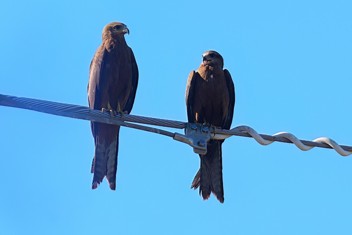 Шуліка чорний [група migrans] - ML645972978