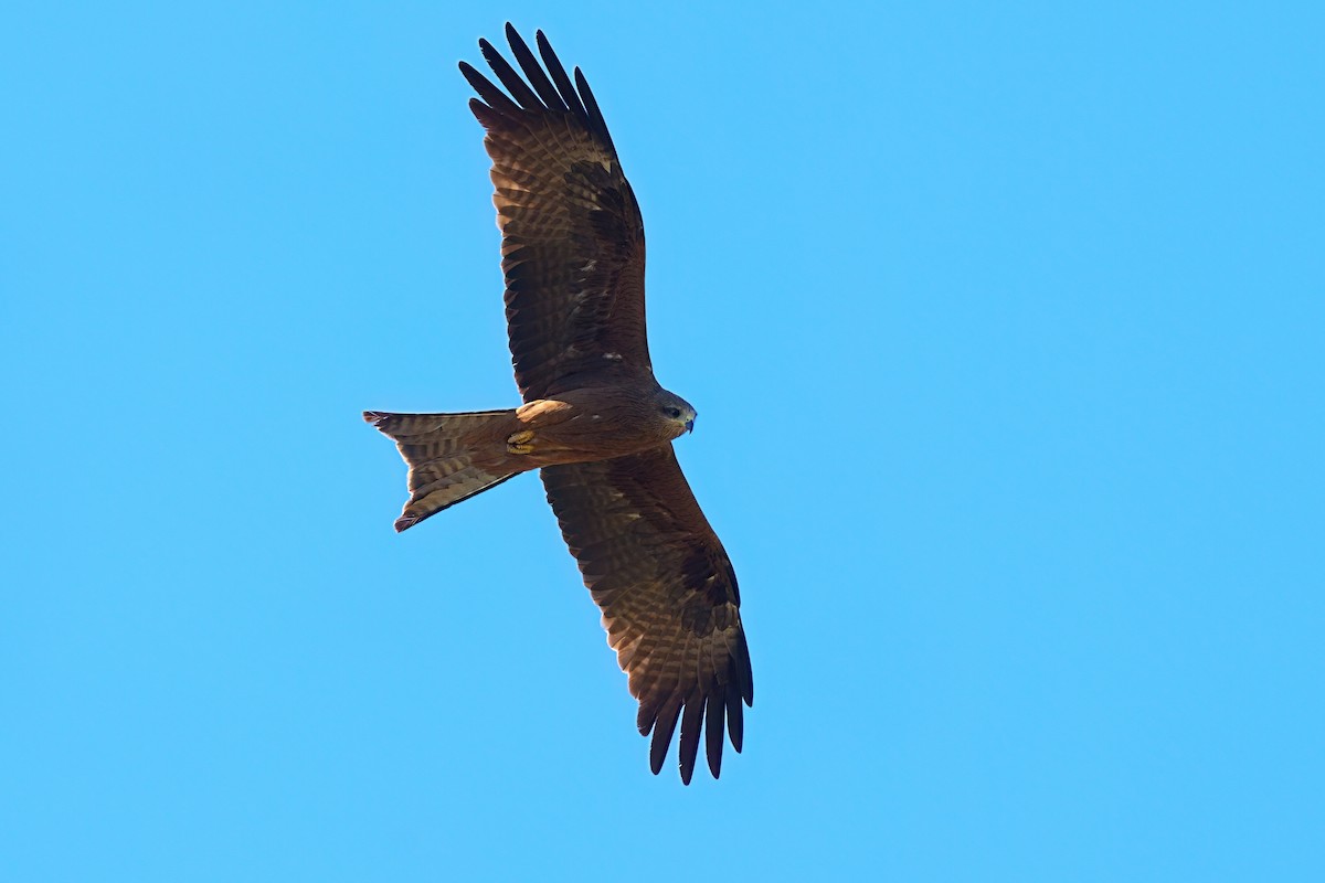 Шуліка чорний [група migrans] - ML645972979