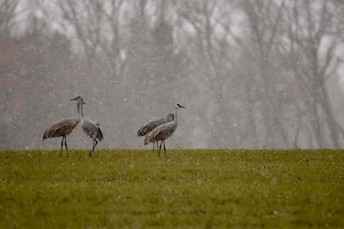 Канадский журавль - ML645972981
