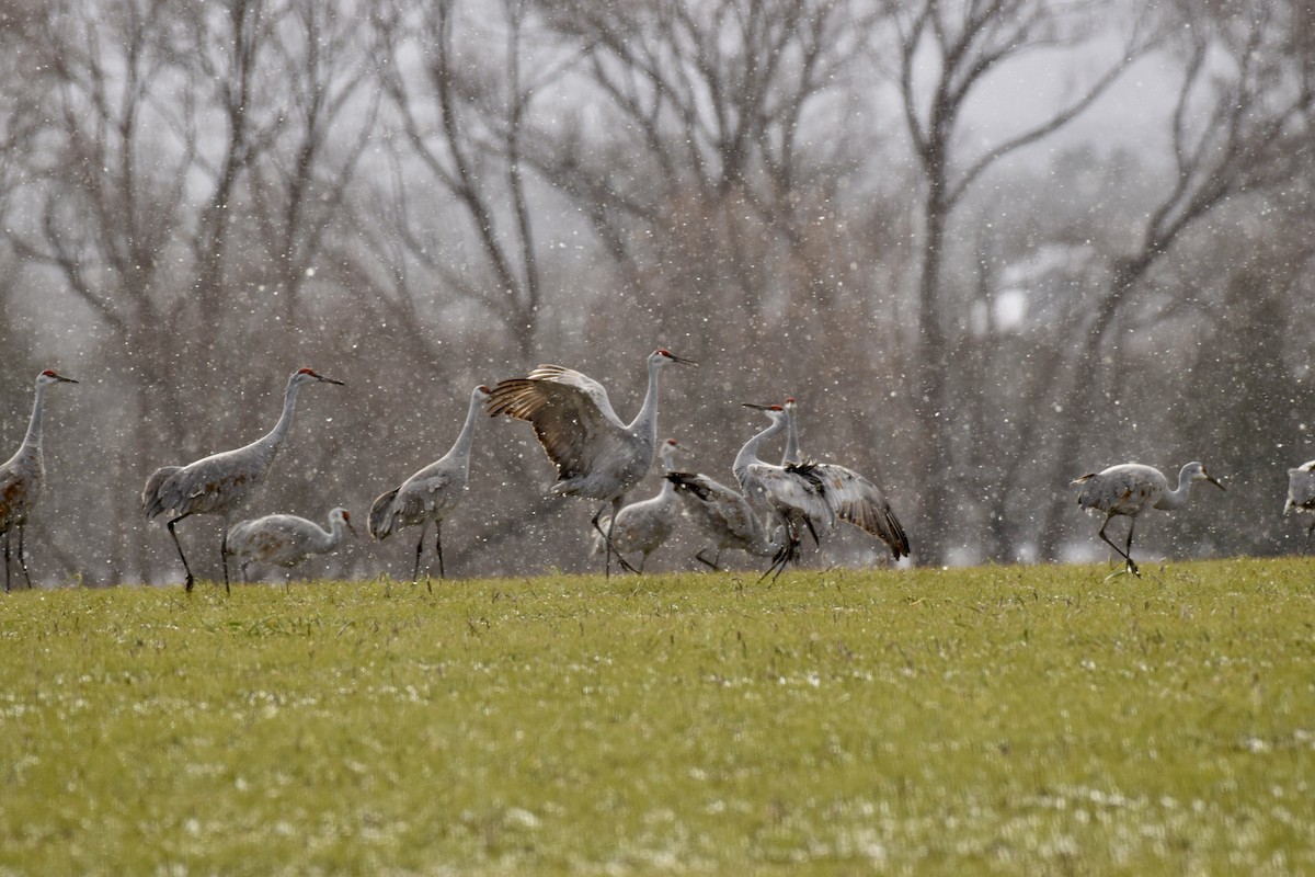 Канадский журавль - ML645972982