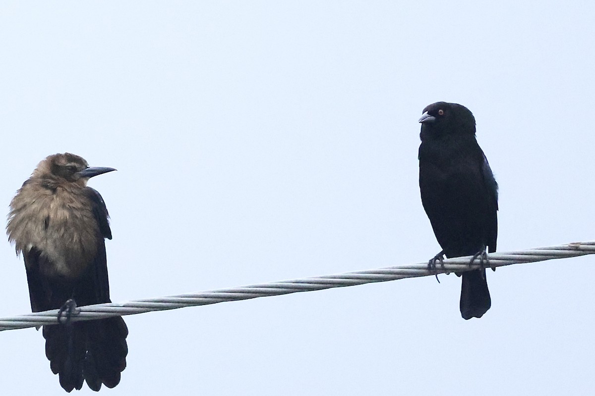 Красноглазый трупиал - ML645972986