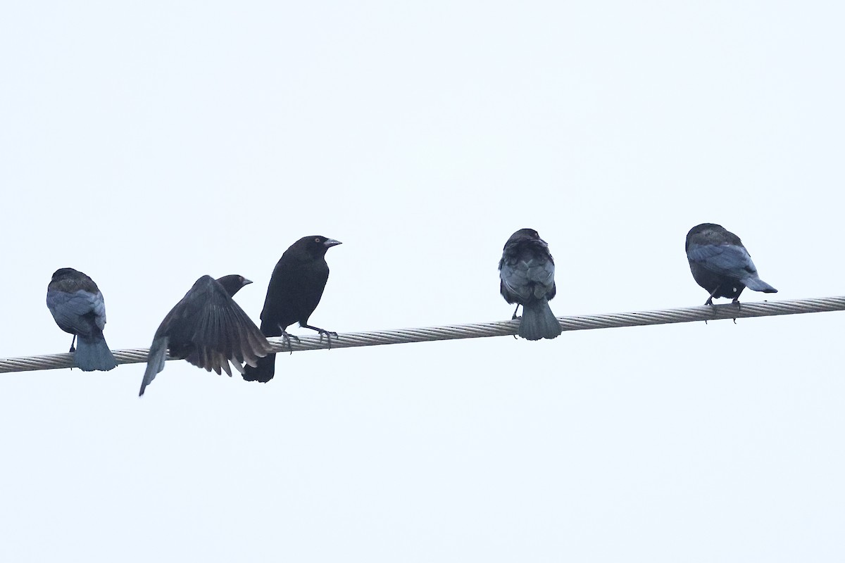 Красноглазый трупиал - ML645972987