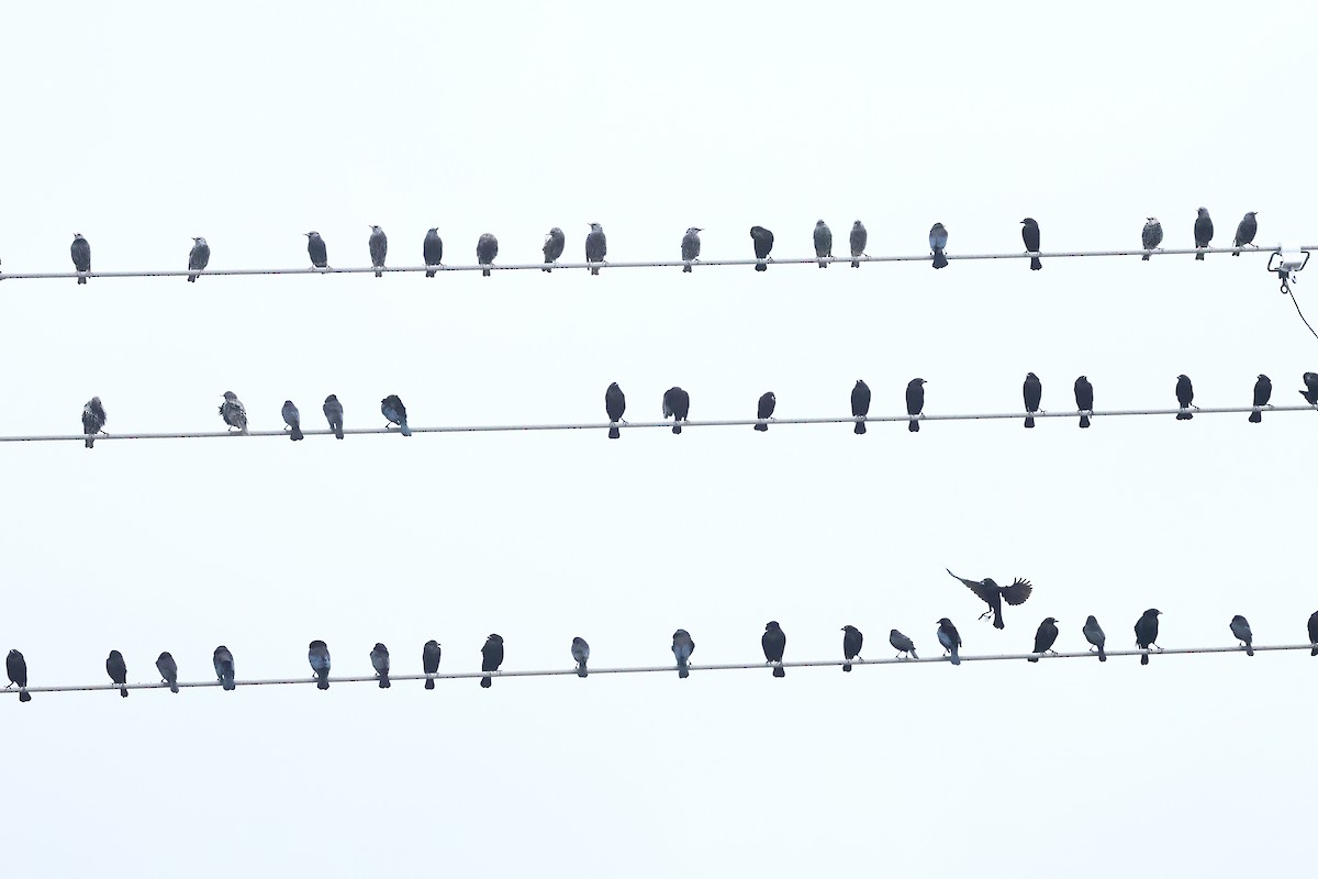 Красноглазый трупиал - ML645972988