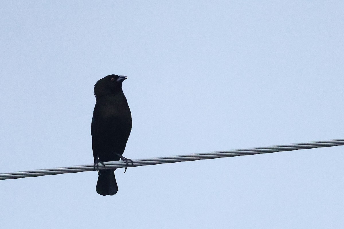 Красноглазый трупиал - ML645972989