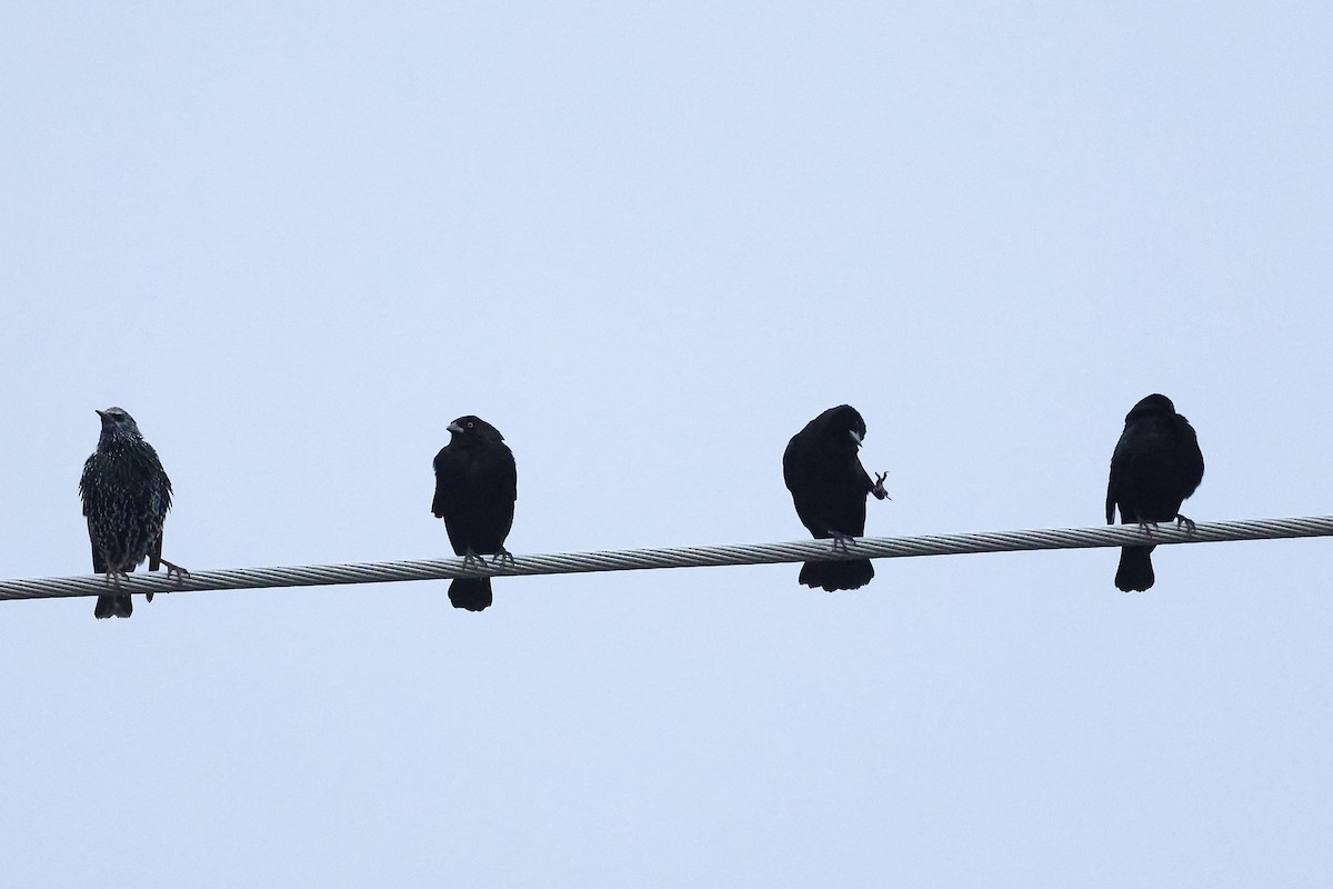 Красноглазый трупиал - ML645972990