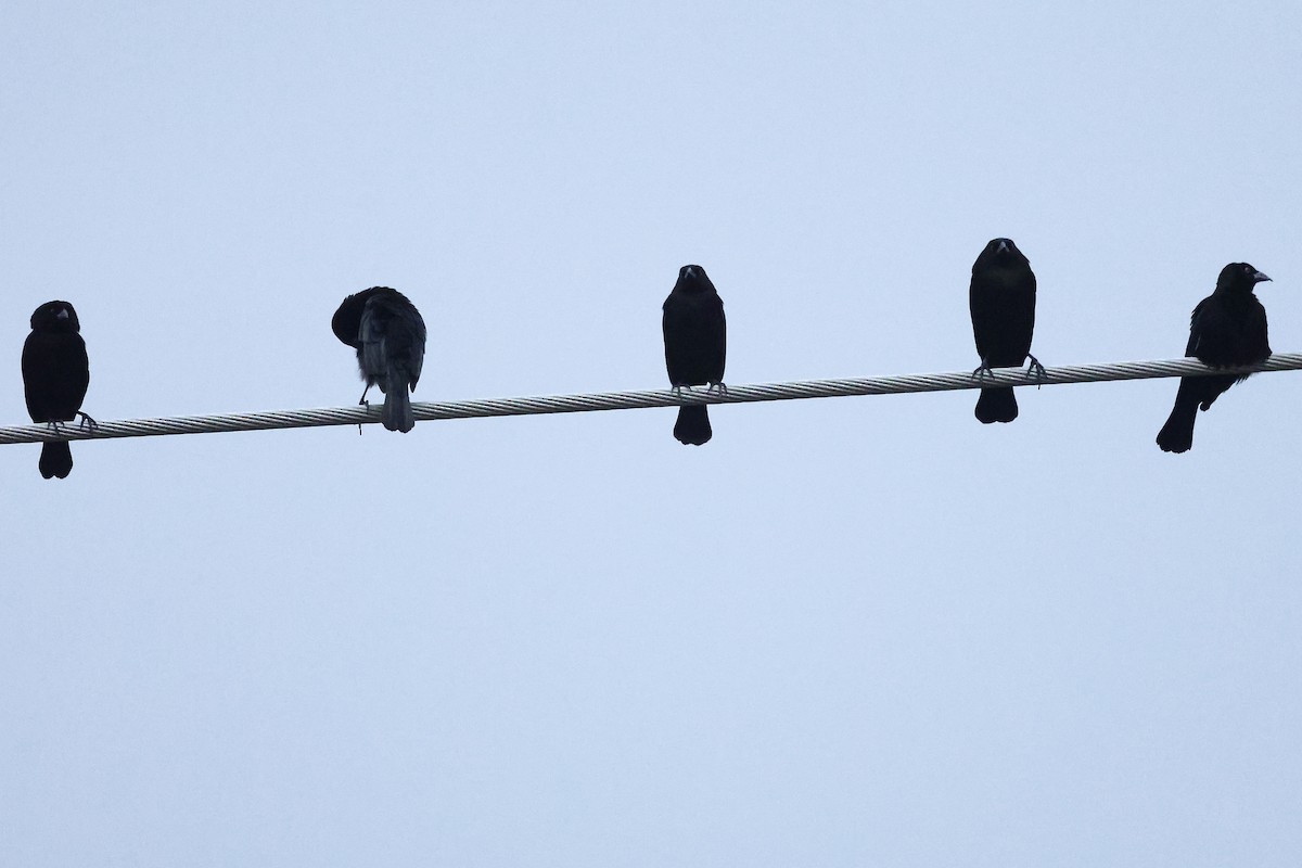 Красноглазый трупиал - ML645972991