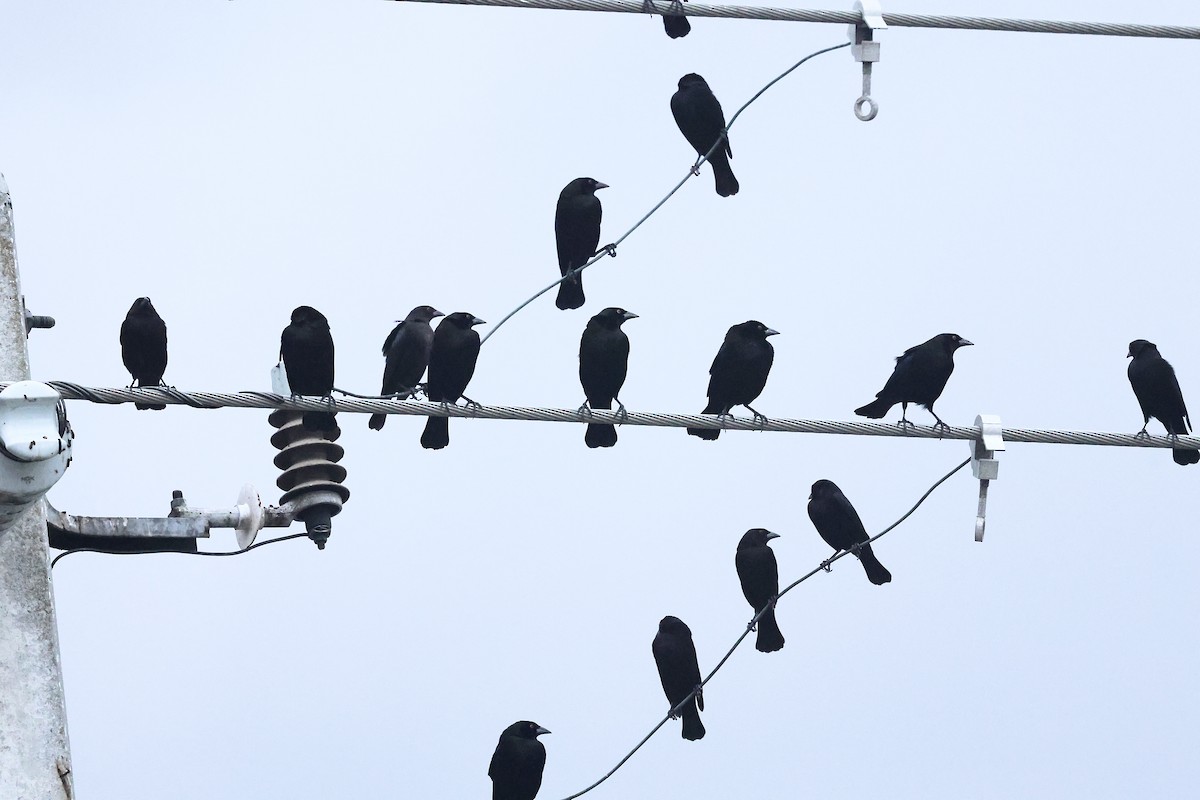 Красноглазый трупиал - ML645972992