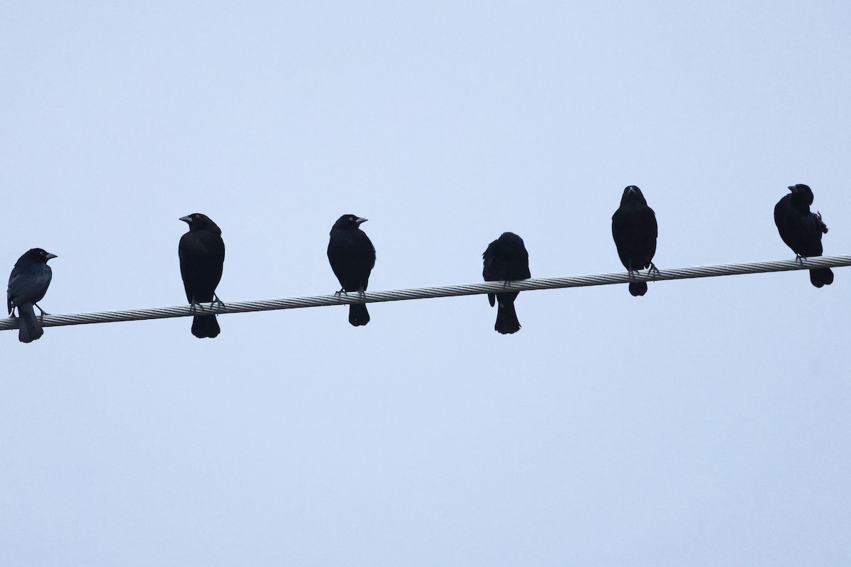 Красноглазый трупиал - ML645972993