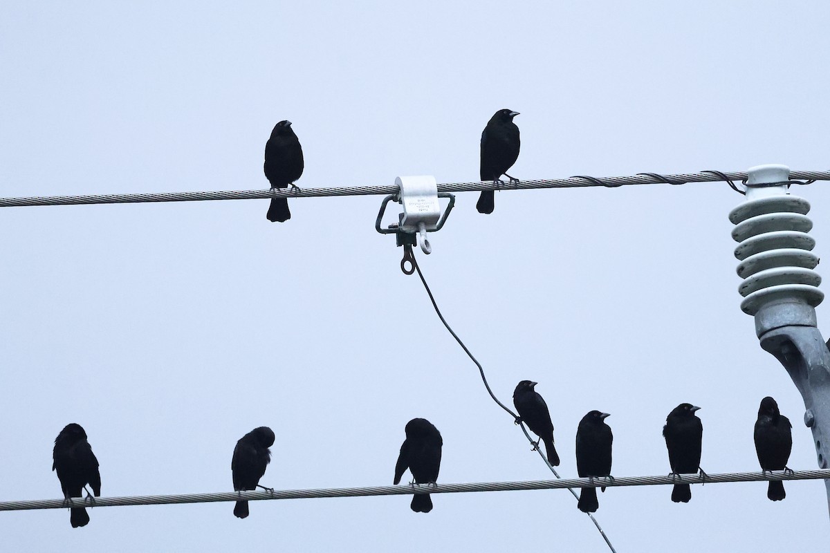 Красноглазый трупиал - ML645972994